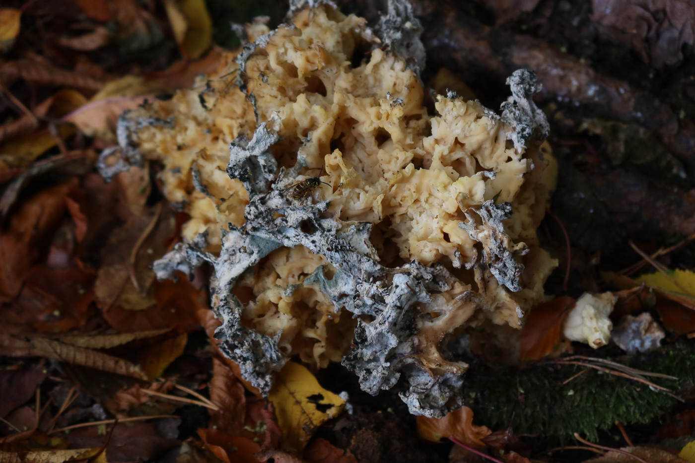 Photo © Claire Williams Sparassis crispa by Claire Williams